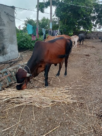 થંબનેલ 3