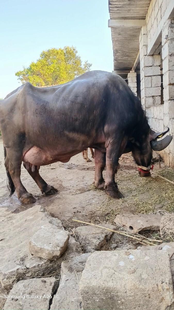 થંબનેલ 2