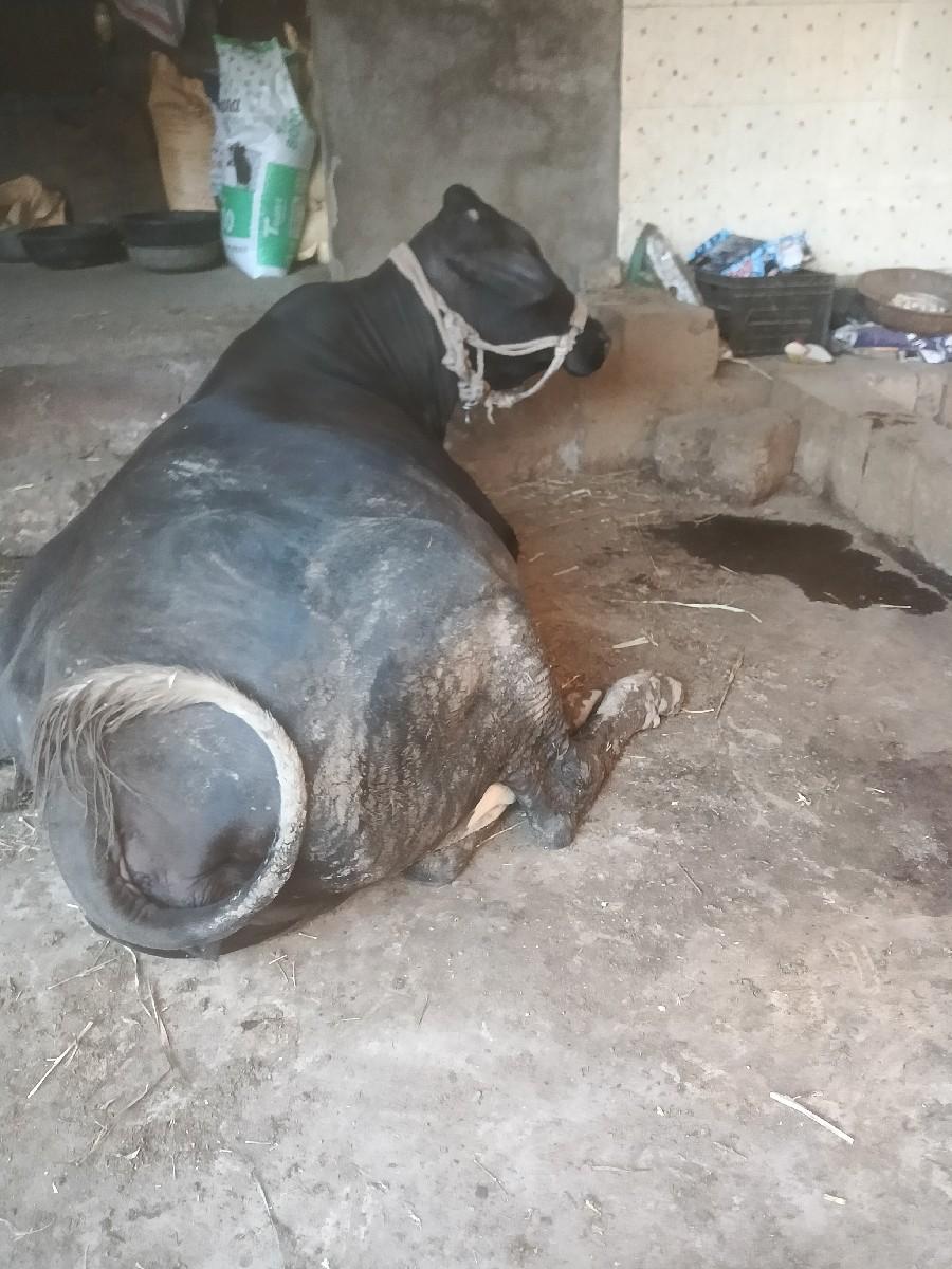 થંબનેલ 3