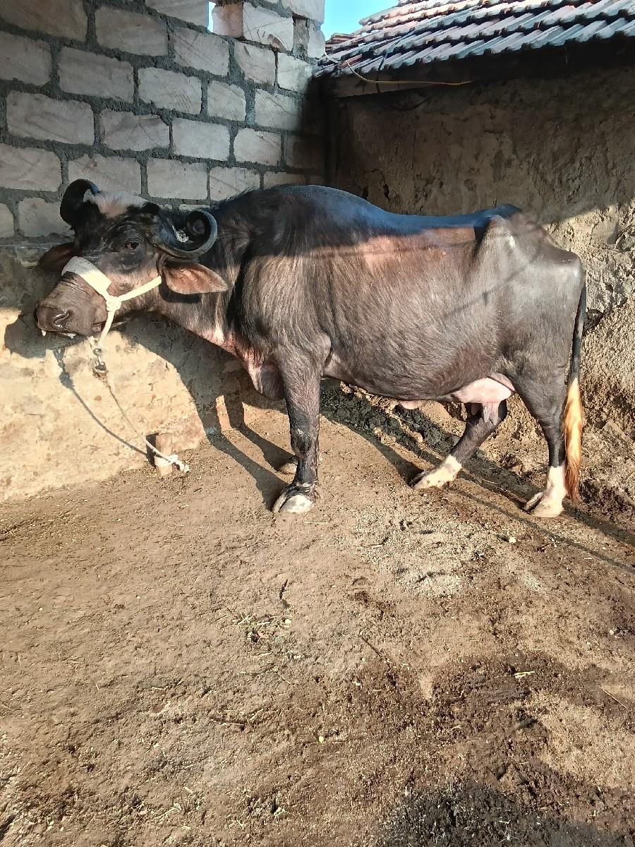 थंबनेल 2