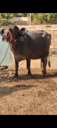 ભેંસ વેચવાની હે