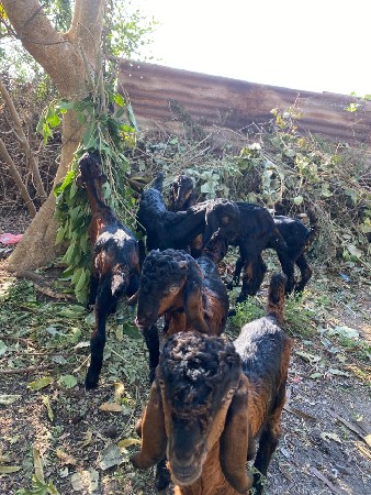 થંબનેલ 3