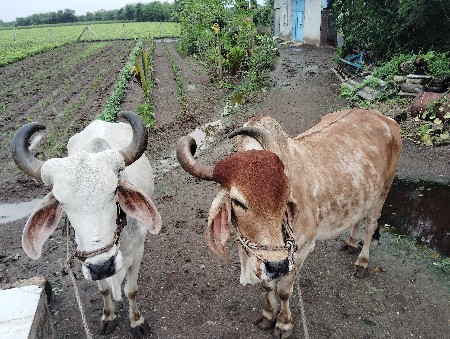 થંબનેલ 3