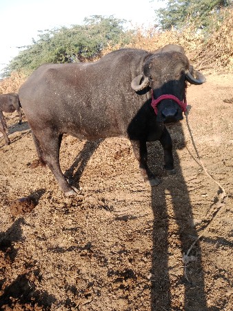 બુધાભાઈ ફોન 9898245616