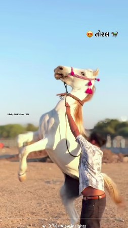 સંજાબ ઘોડી વેસવાની સે