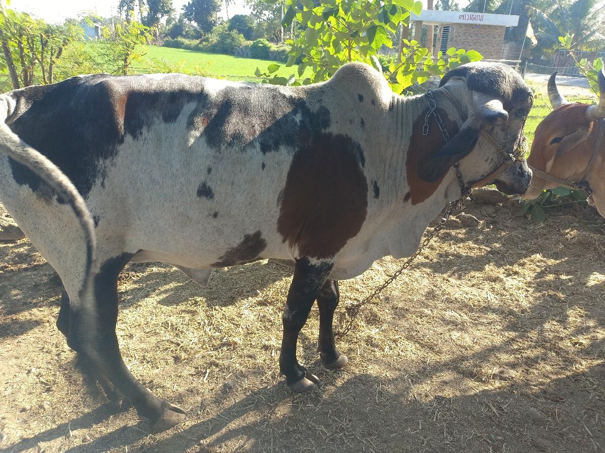 थंबनेल 3