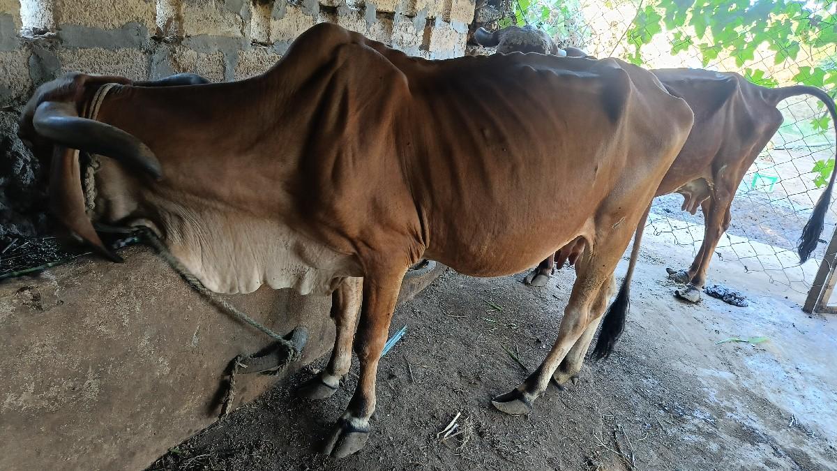 બે ગાયો આપવાની છે