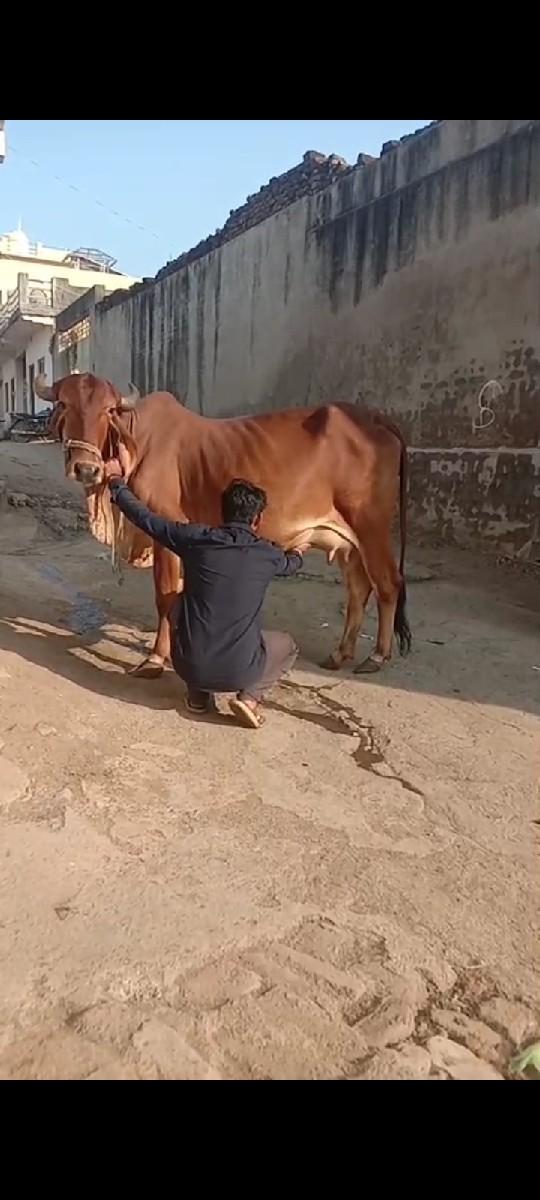 ગીર ગાય વેચવાની છે