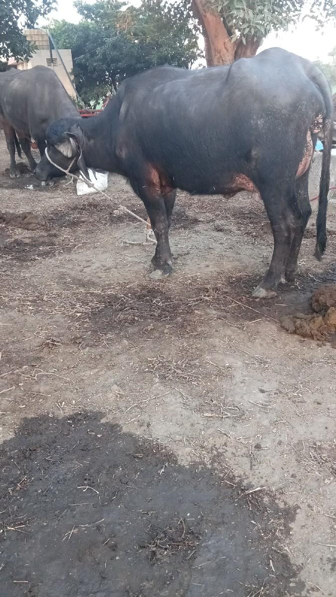 थंबनेल 3