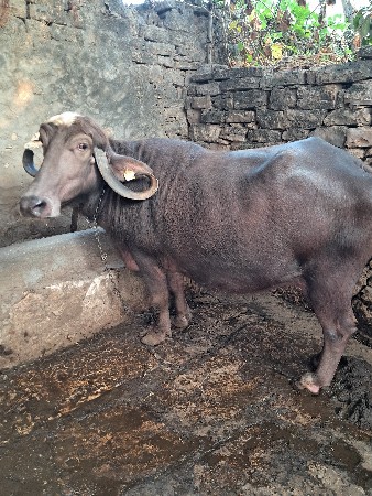 ભેસ વેચવાની છે
3 જુ વેતર વીયાવાની