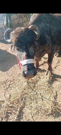 ભેંસ વેચવાની છે 25દીવસનીકાચીસે