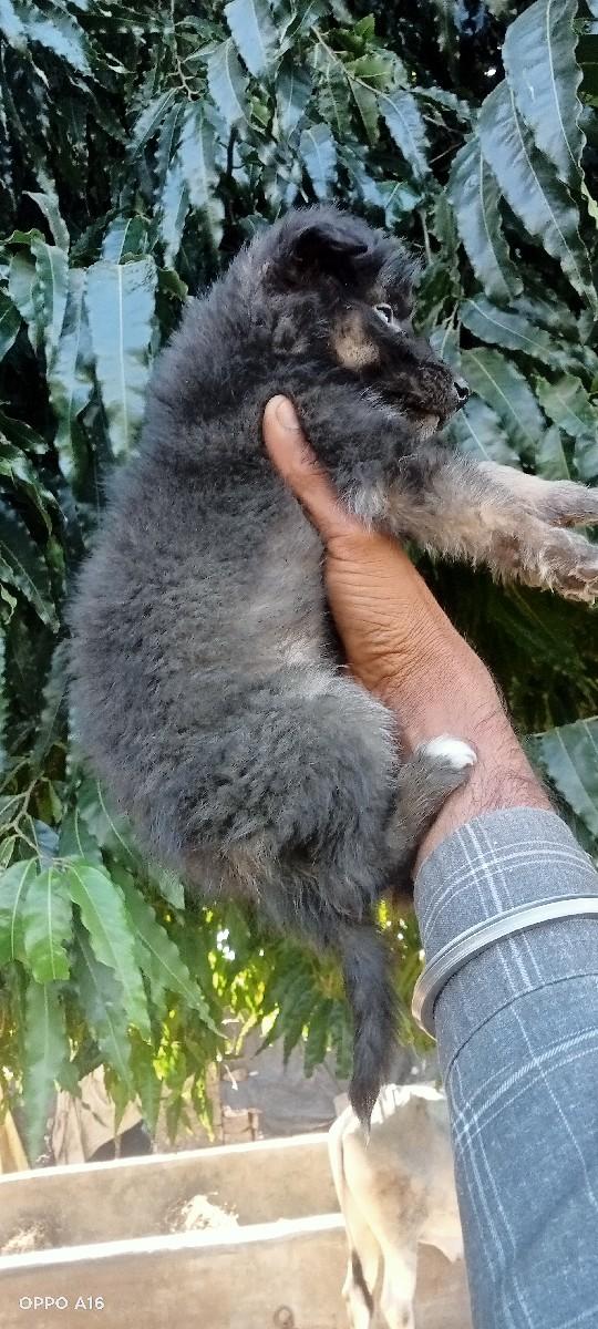 german shepherd puppies