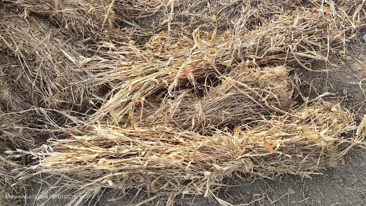 નિર્ણ વેચાણી છે.
મન ના 250 ,