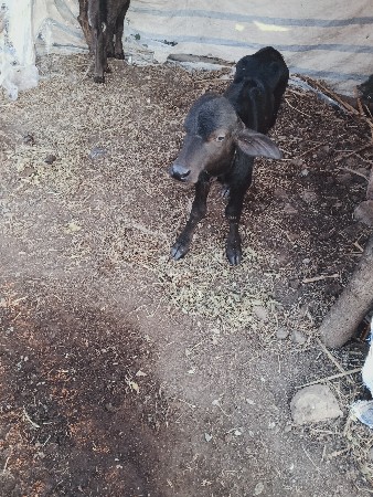 2વેતર6લીટરદુધ