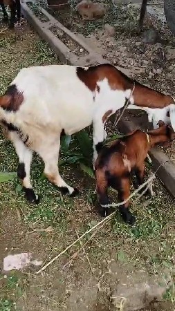 થંબનેલ 3