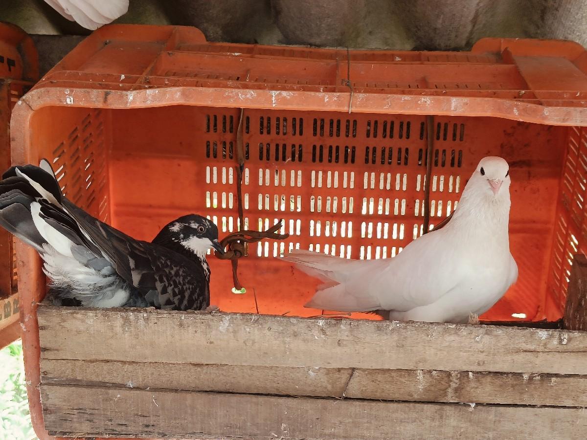 थंबनेल 3