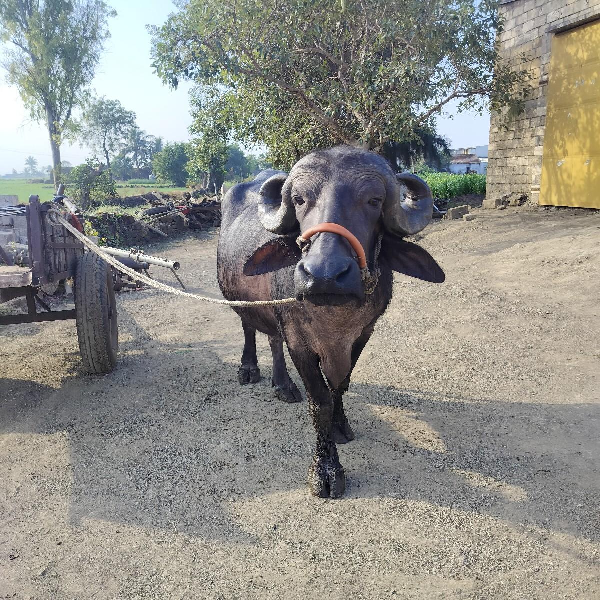 થંબનેલ 3