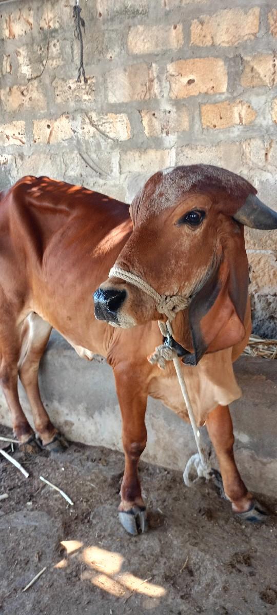 ગીર વાછડી વેસવાની છે