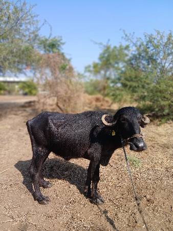 થંબનેલ 3