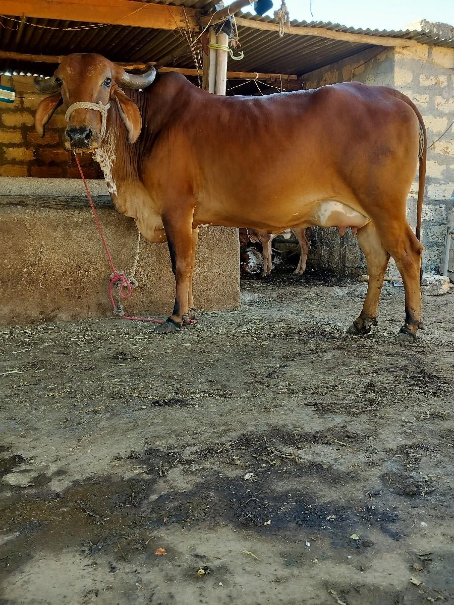 ગાય વેચવાની છે