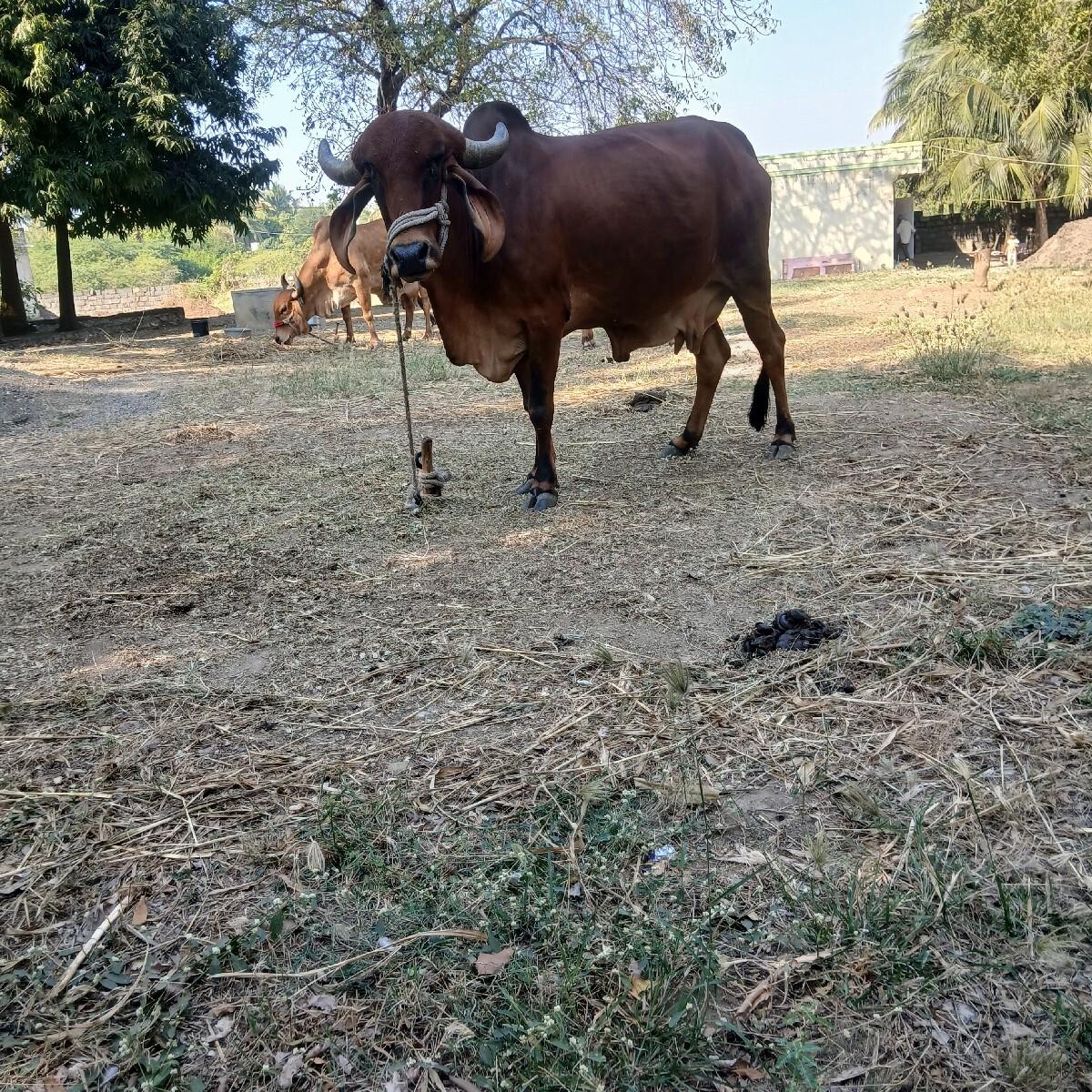 થંબનેલ 2