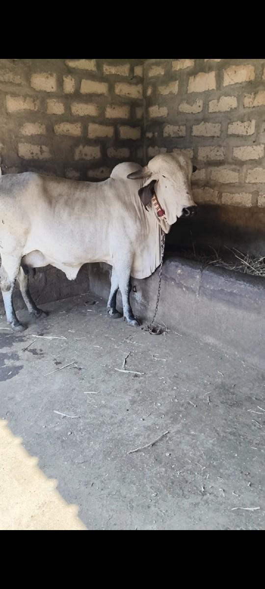 થંબનેલ 2