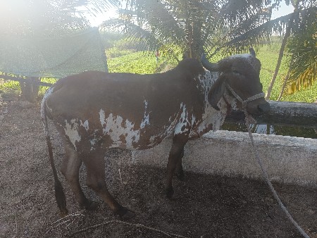 ગાય વેચવાની છે