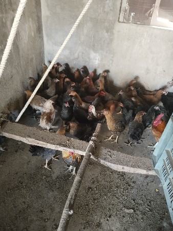 મુરઘા મુરઘી વેચવાના છે