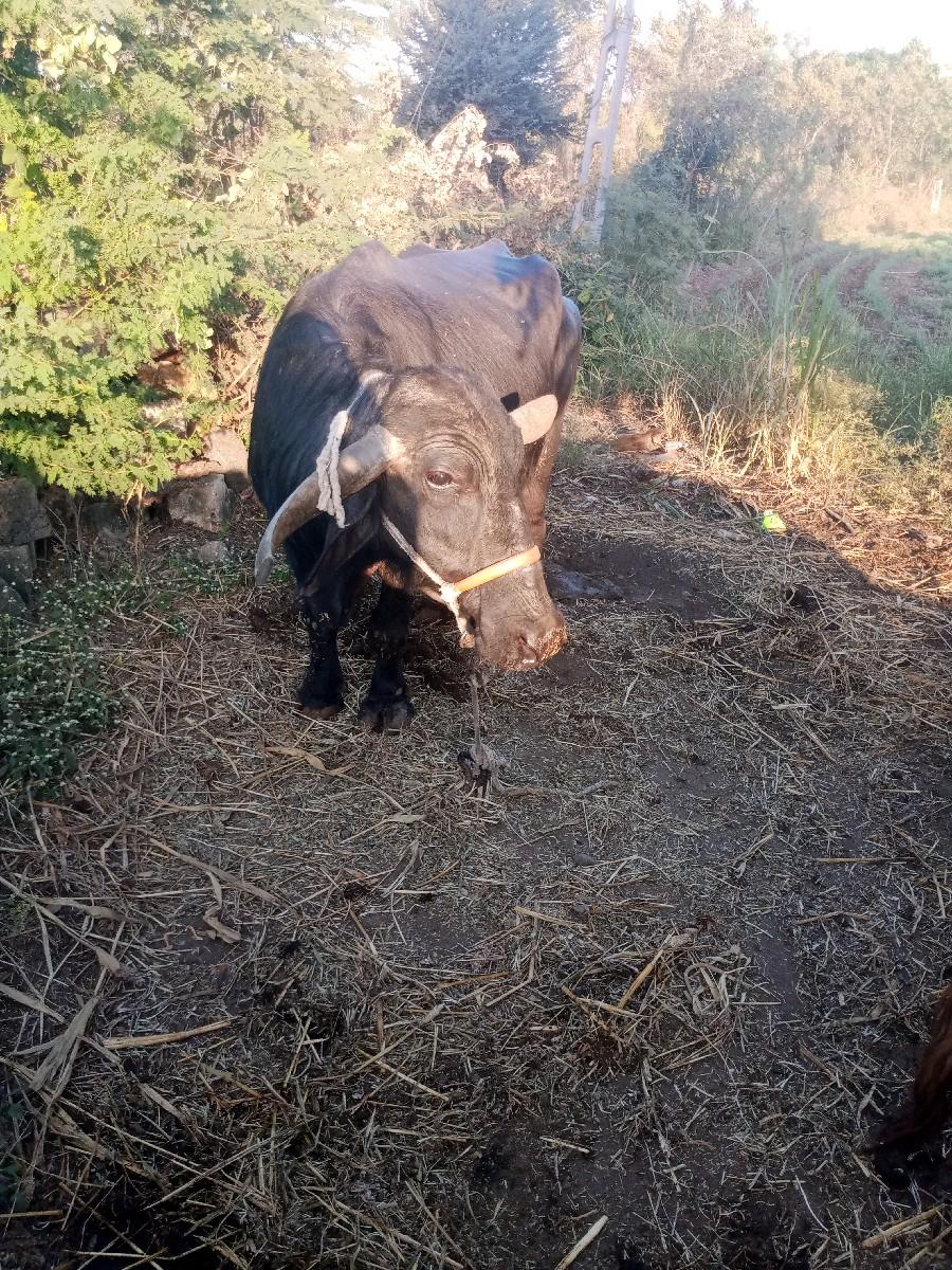 થંબનેલ 3