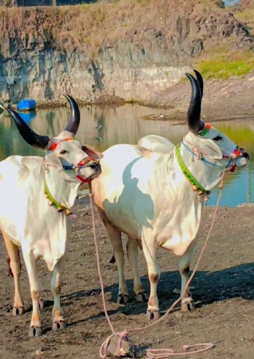 એક વાવડી વાવેલ છે ટોટલ જવાબદારી