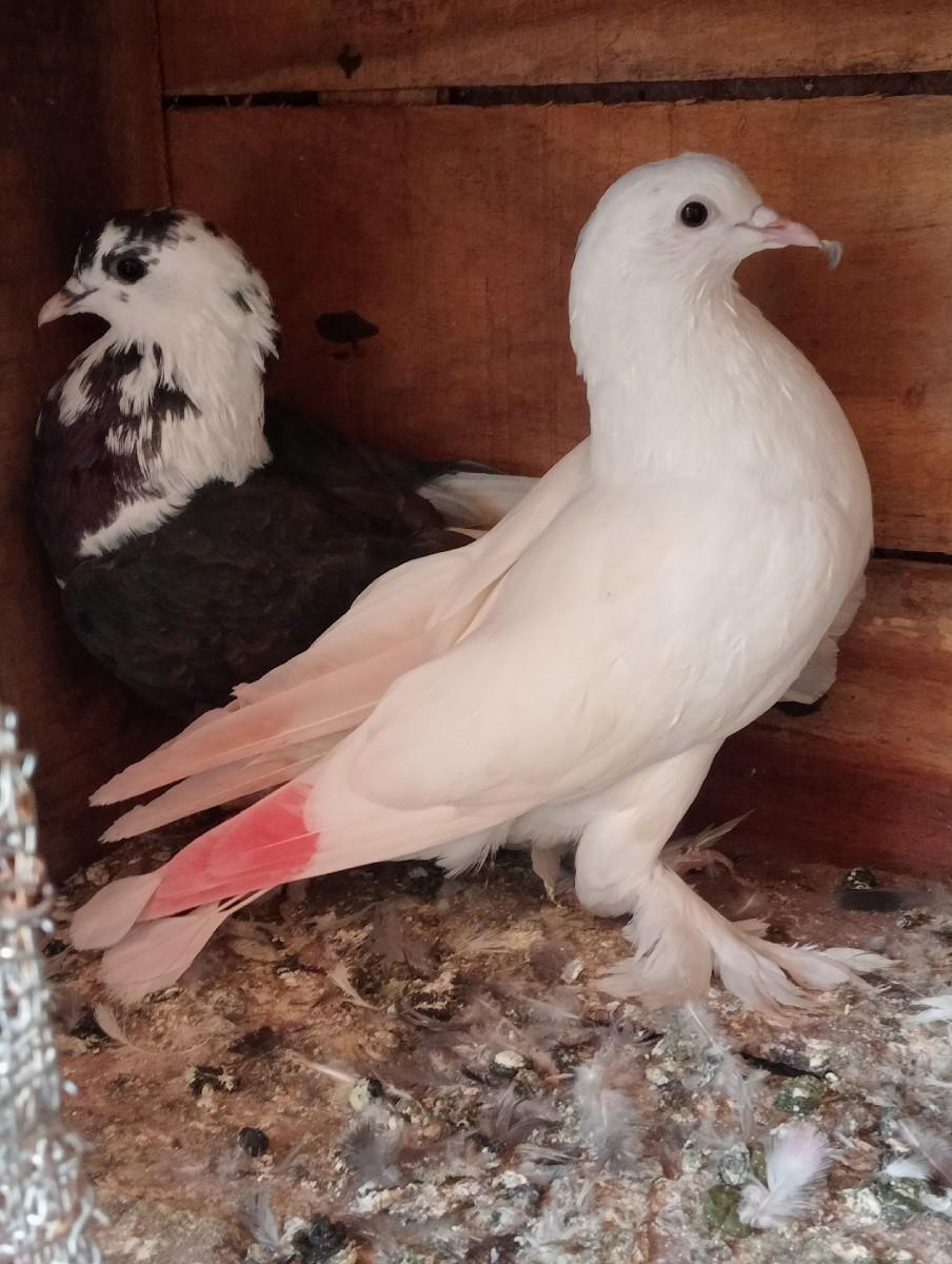 થંબનેલ 3