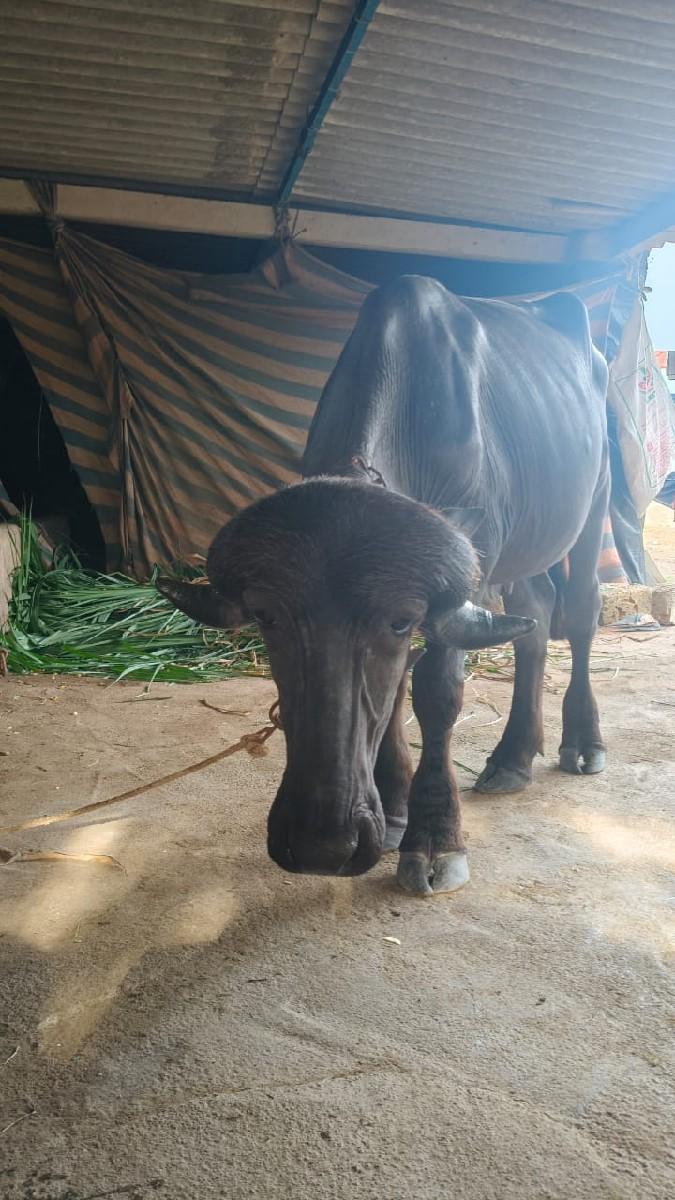 પાડો 3 વર્ષ