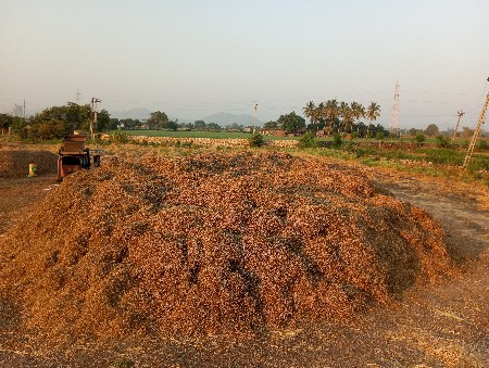 मंडवी नो पालो