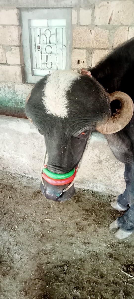 थंबनेल 3