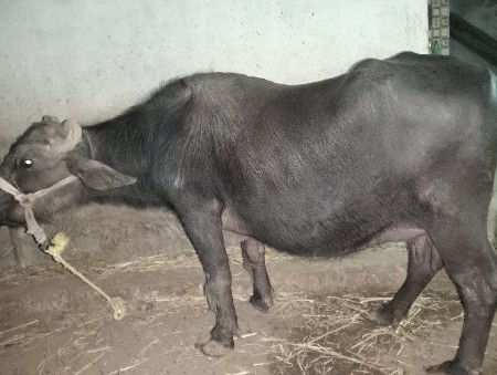 थंबनेल 3