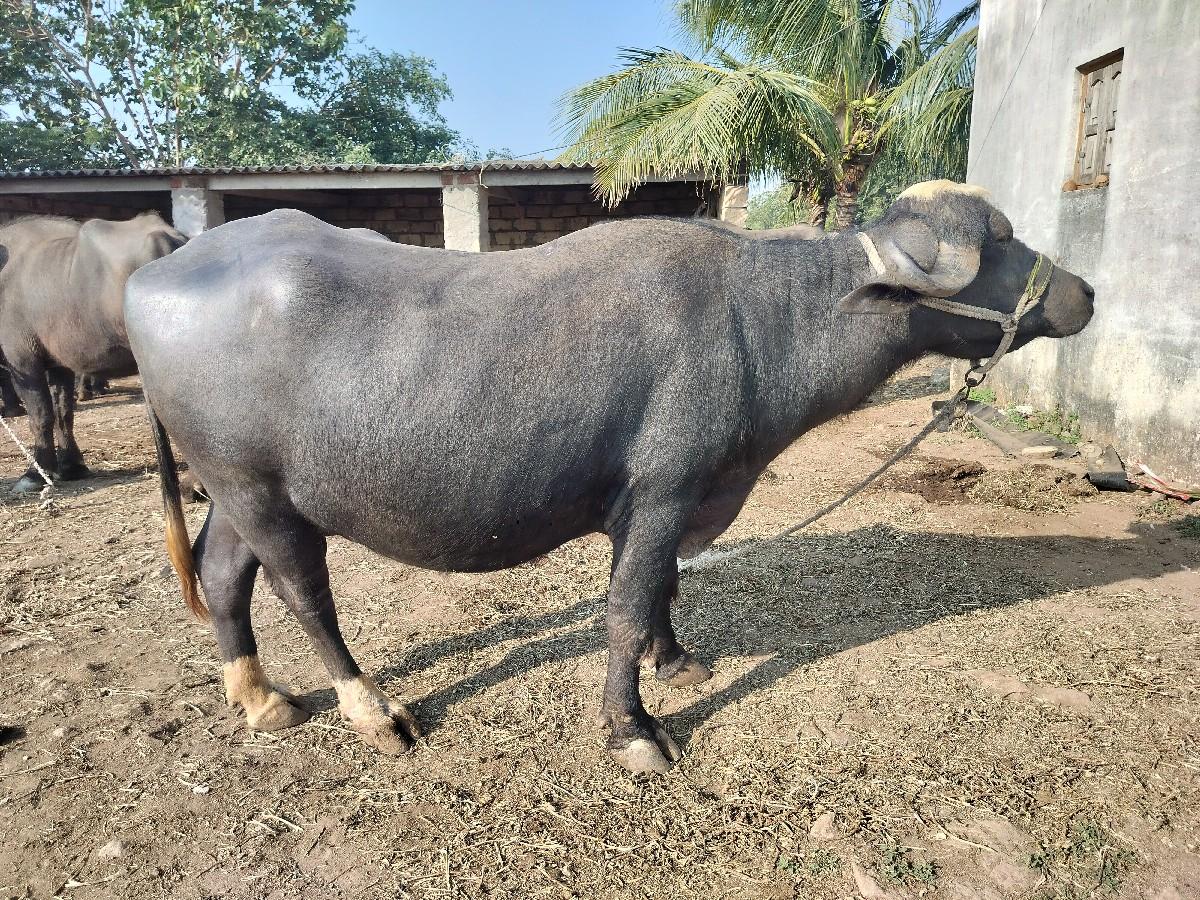 થંબનેલ 2