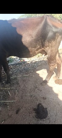 આગાયવેશવાનીશે