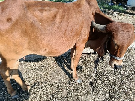 થંબનેલ 1