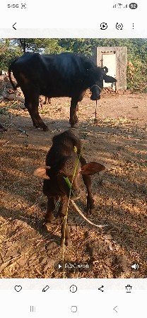 થંબનેલ 3