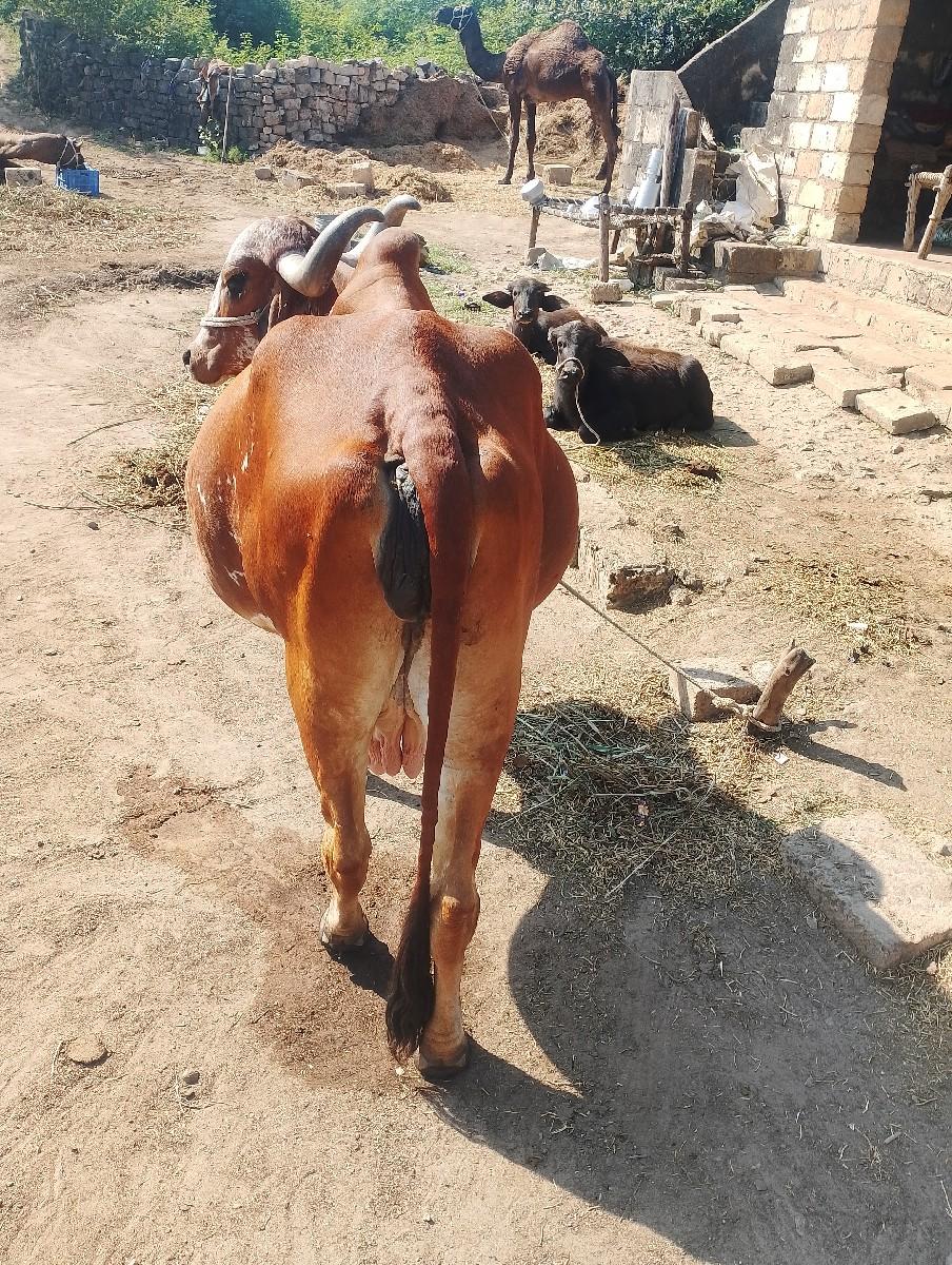 થંબનેલ 3