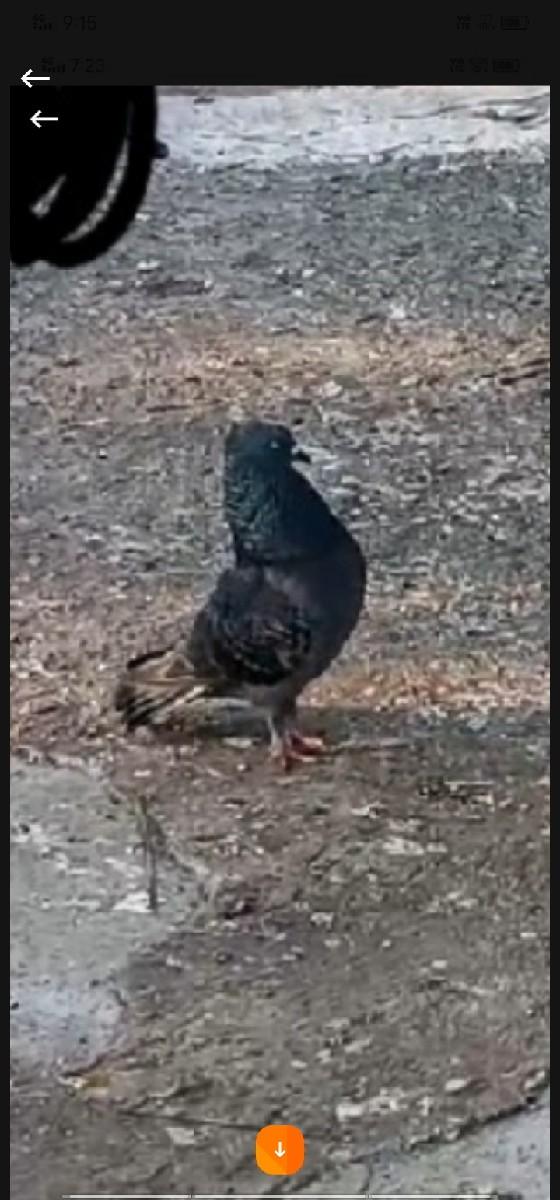 थंबनेल 2