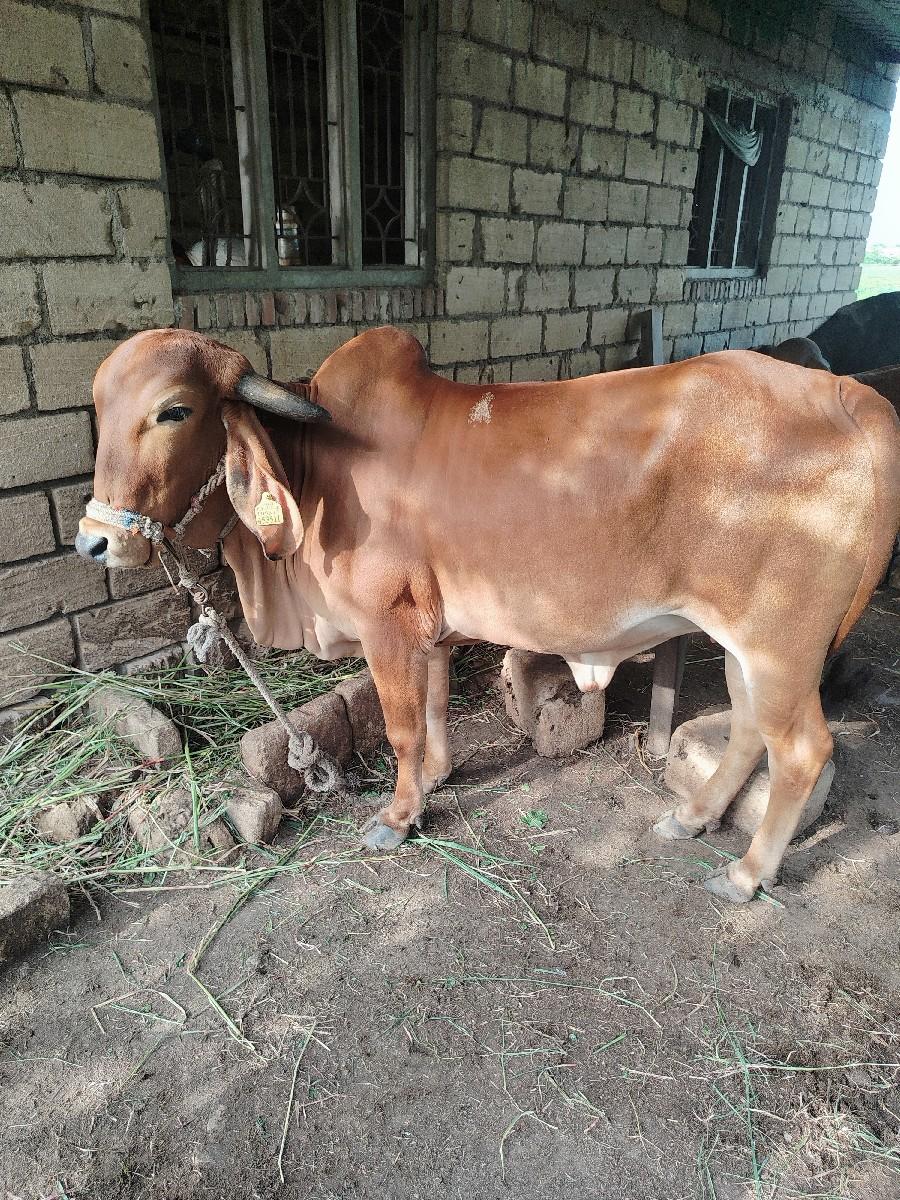 વોડકી વેચવાની છે