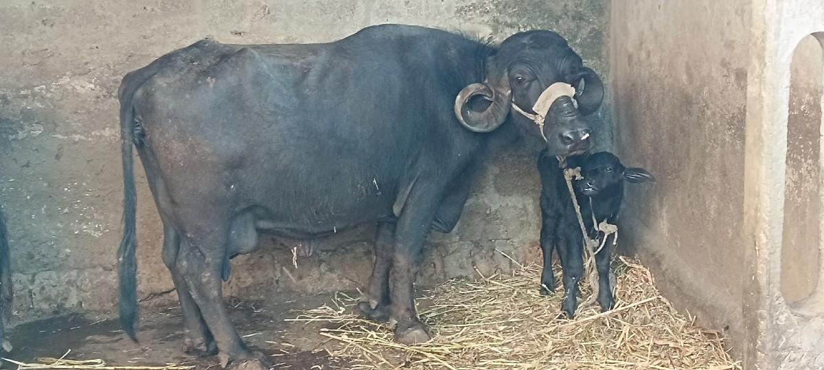 थंबनेल 2