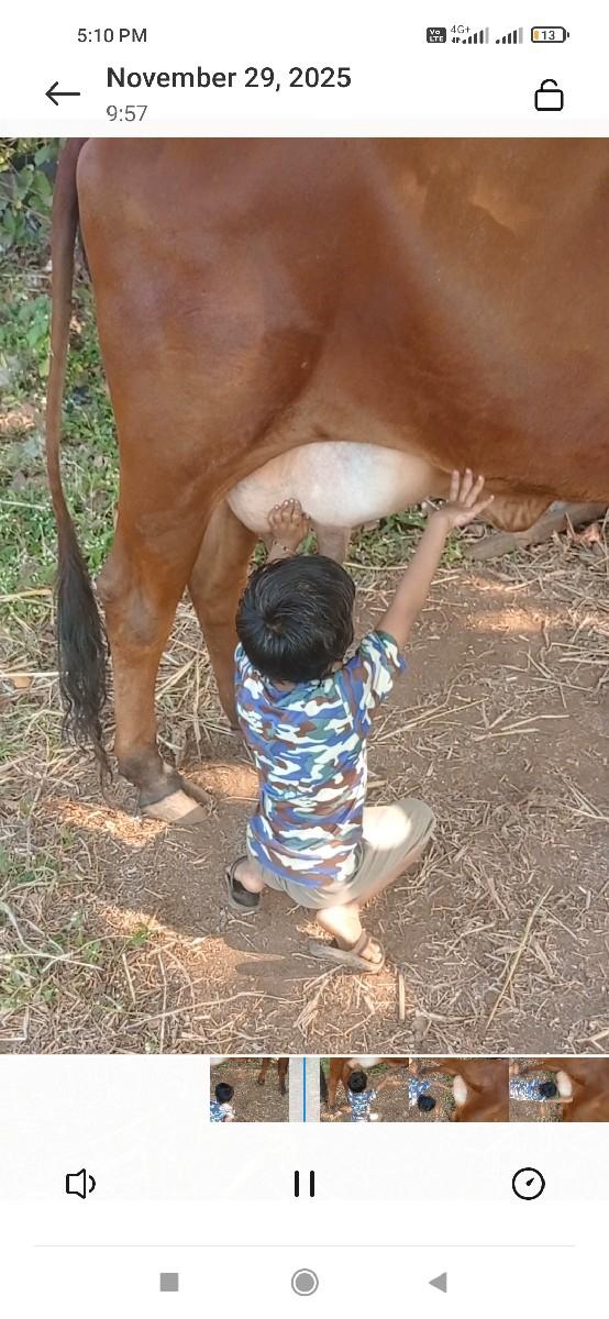 ગાયવેસવાનીસે ફૂલજવાબદારીથી