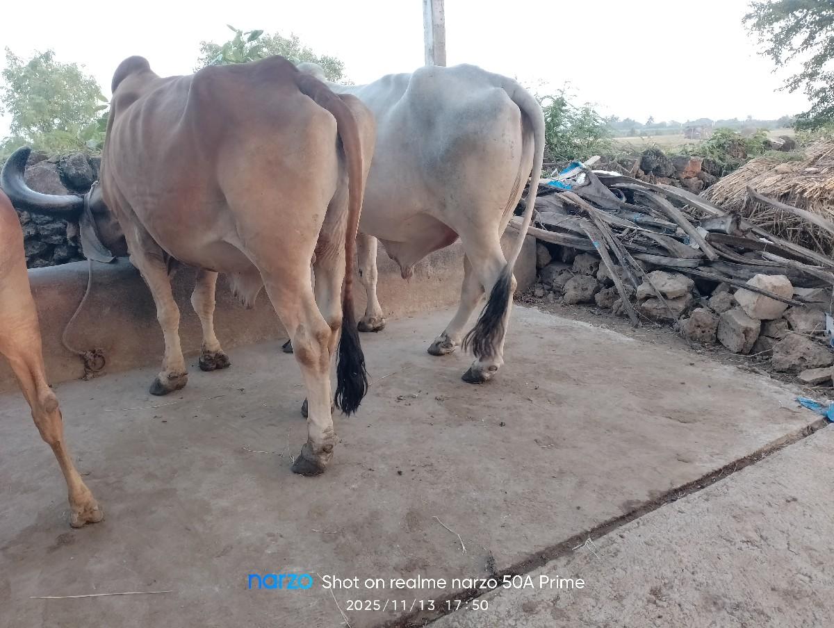 थंबनेल 3