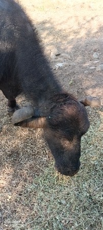 2 ભેંસો વેચવા ની છે