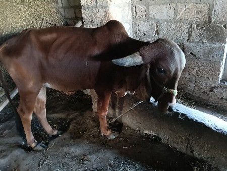 થંબનેલ 3