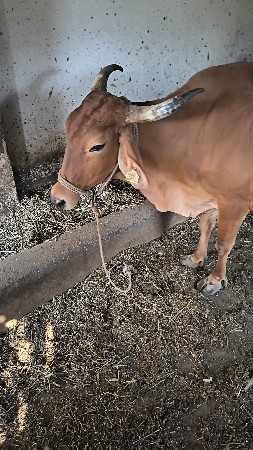 थंबनेल 2