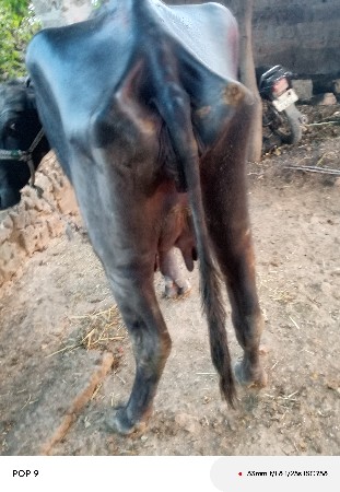 ભેંસ વેચવાની છે
