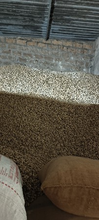 માંડવી બીયારણ માં વેચવાની છે k41